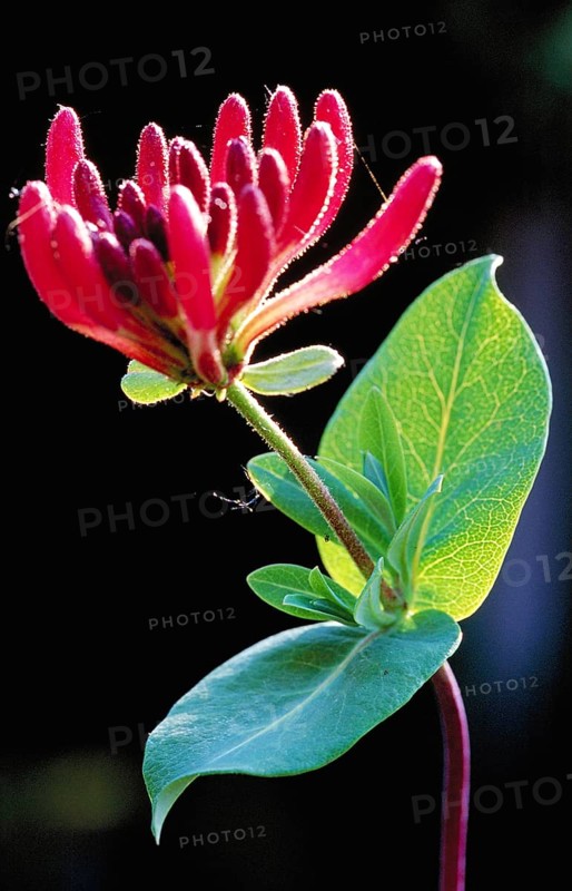 Close-up of a red flower with green leaf against a dark background Honeysuckle Lonicera cprifolium
