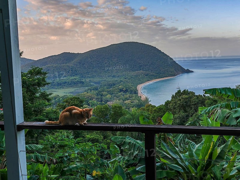 A red cat on a terrace in the foreground, in the background the beach Grande Anse on Basse Terre, Guadeloupe, the French Antilles and the Caribbean, North America