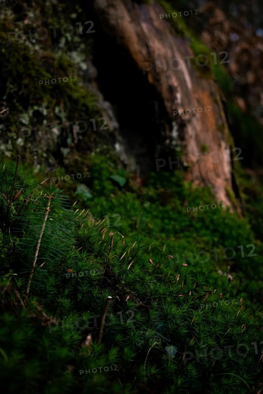 Spruce seedling (Picea abies) growing in moss, in the background a tree hollow, Neubeuern, Germany, Europe
