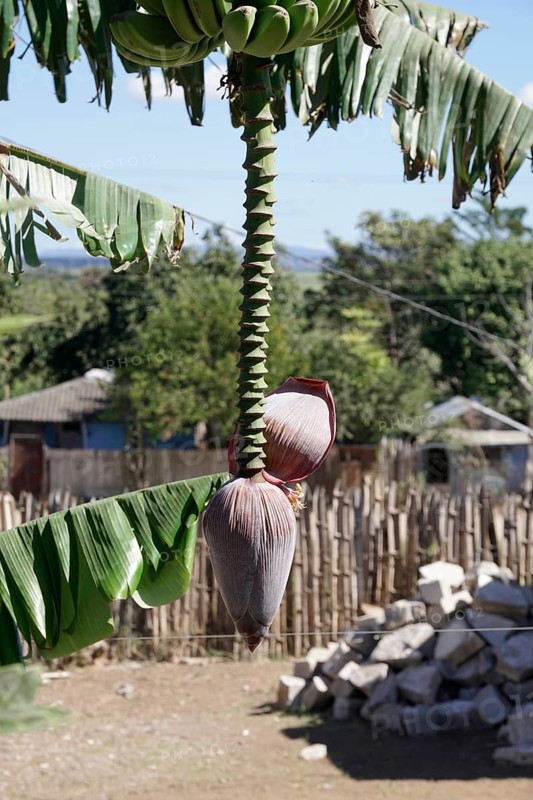 Banana (Musa paradisiaca), opened banana blossom, Trinidad, Cuba, Central America