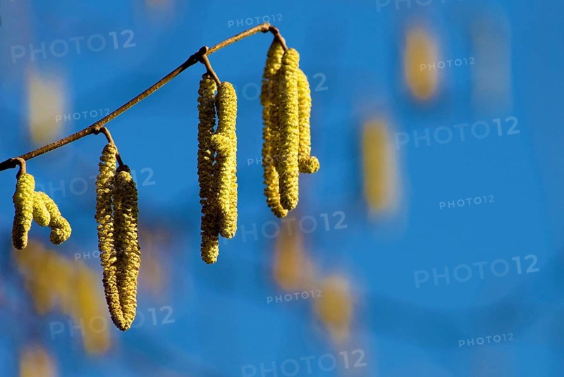 Flower of Hazel shrub (Corylus Avellana)