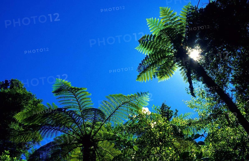 Fern trees, Abel Tasman National Park, South Island, New Zealand, Oceania