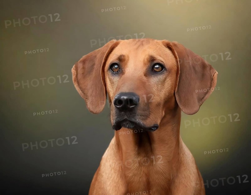 Dog, young dog, puppy, Rhodesian Ridgeback, recognised dog breed from South Africa (picture AI generated), AI generated
