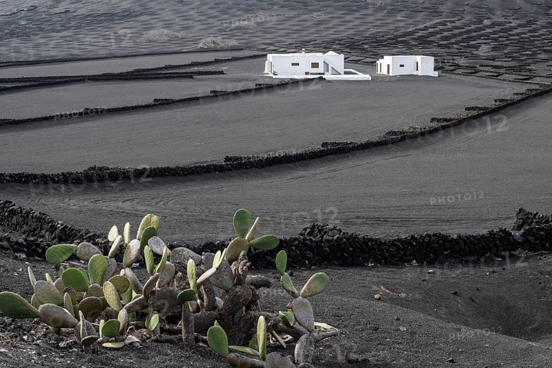 Wine growing in volcanic ash pits protected by dry stone walls, Yaiza, Lanzarote, Canary Islands, Spain, Europe