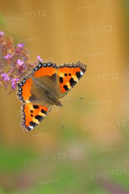 Small tortoiseshell (Aglais urticae), on butterfly bush or butterfly-bush (Buddleja davidii), Wilnsdorf, North Rhine-Westphalia, Germany, Europe