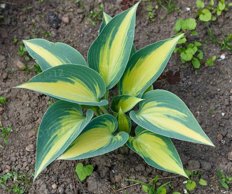 Yellow and blue variegated hosta in spring shady garden