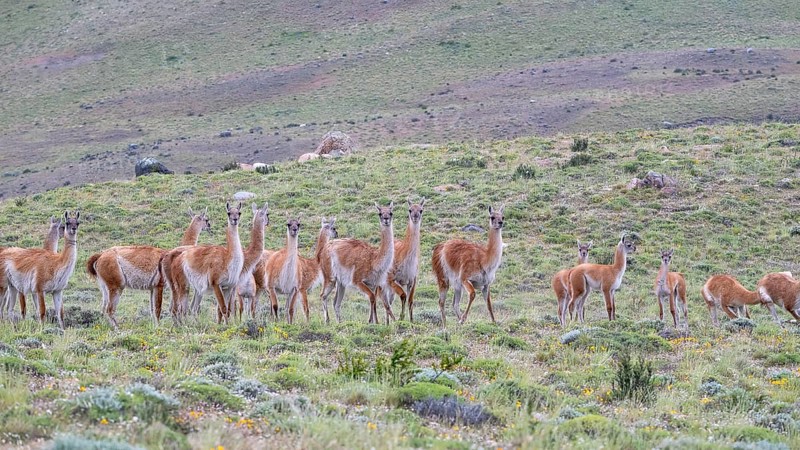 Guanaco (Llama guanicoe), Huanaco, herd, Torres del Paine National Park, Patagonia, end of the world, Chile, South America