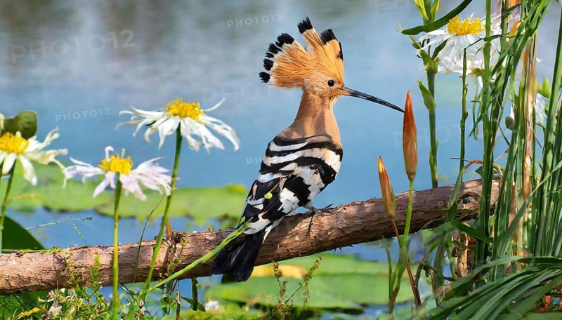 KI generated, animal, animals, bird, birds, biotope, habitat, one, individual, water, reeds, water lilies, blue sky, foraging, wildlife, hoopoe (Upupa epops), tree hoopoes