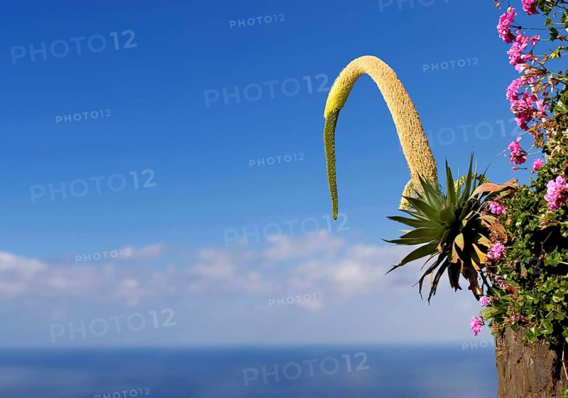 Foxtail or lion's tail Agave (Agave attenuata) La Palma, Canary Islands, Spain, Europe