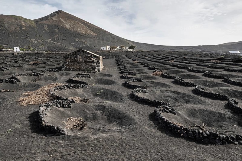 Wine growing in volcanic ash pits protected by dry stone walls, Yaiza, Lanzarote, Canary Islands, Spain, Europe