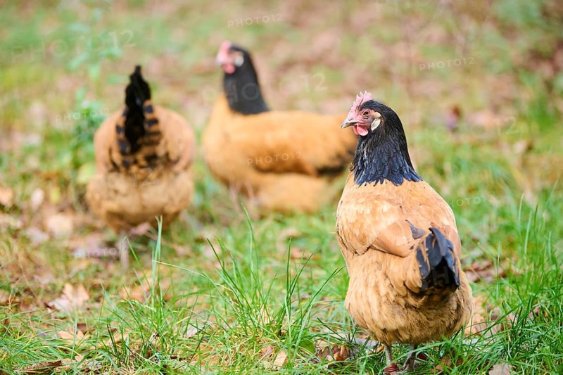 Chicken (Gallus gallus domesticus), 'Vorwerk', on a meadow, Bavaria, Germany, Europe