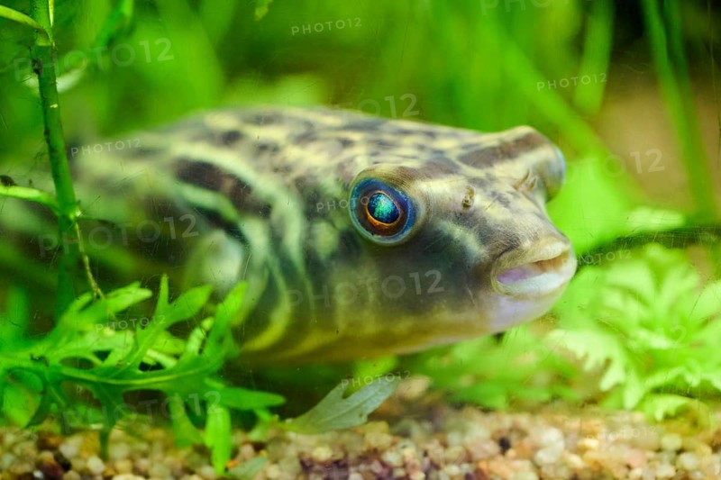 Pufferfish in an aquarium, Bavaria, Germany, Europe