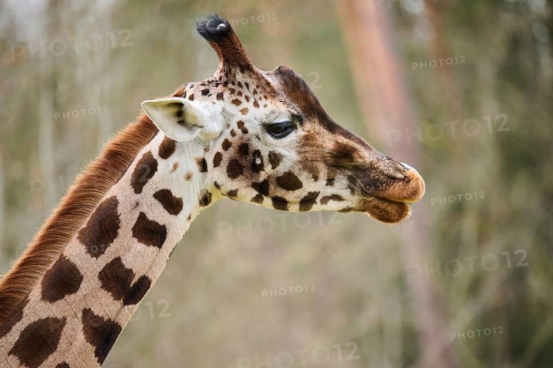 Reticulated giraffe (Giraffa camelopardalis reticulata), portrait, captive, Germany, Europe