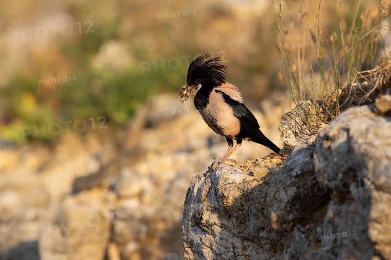 Roseate starling (Pastor roseus), adult bird with food, Dobruja, Romania, Europe