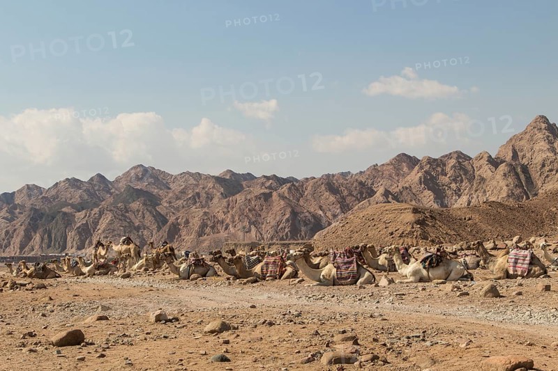 A group of camels resting in a rocky desert with mountains on background. Egypt, the Sinai Peninsula near Dahab