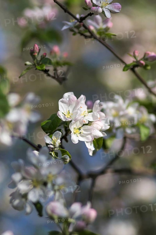 Blooming apple trees in spring park