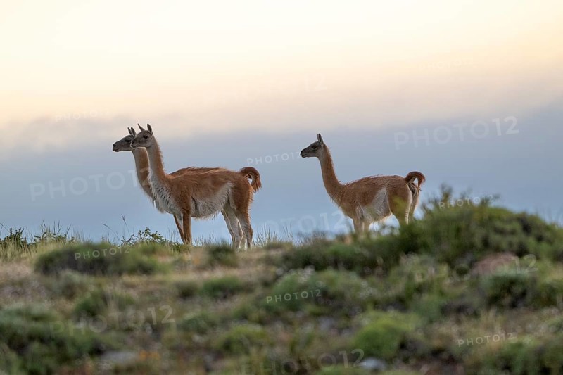 Guanaco (Llama guanicoe), Huanako, group in the evening light, Torres del Paine National Park, Patagonia, end of the world, Chile, South America