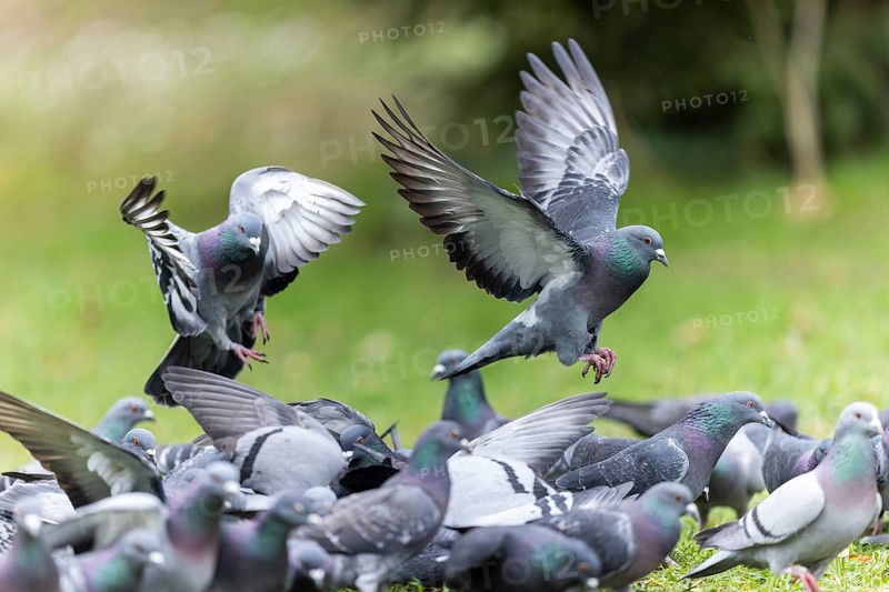 City dove (Columba livia forma domestica) in flight, wildlife, Germany, Europe