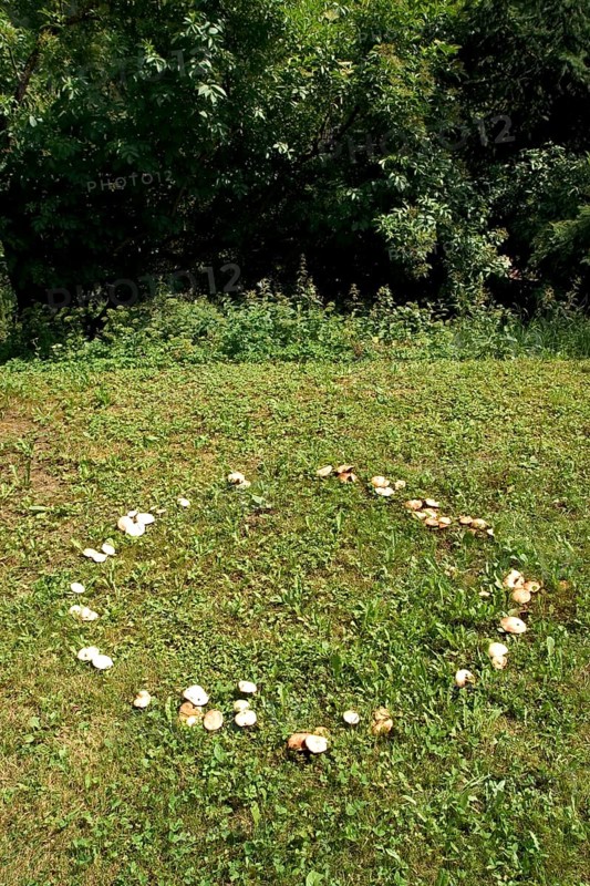 Fairy ring, mushrooms growing in a circle