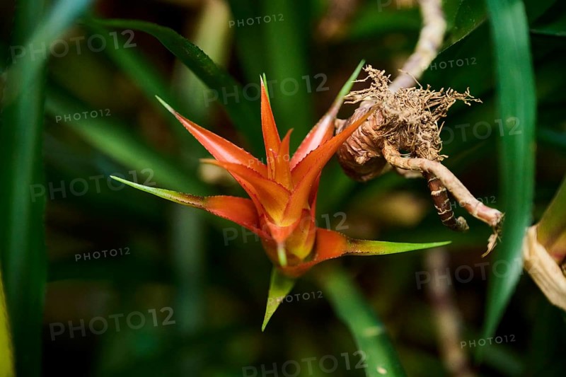 Droophead tufted airplant (Guzmania lingulata) flower growing in a greenhouse, Bavaria, Germany, Europe