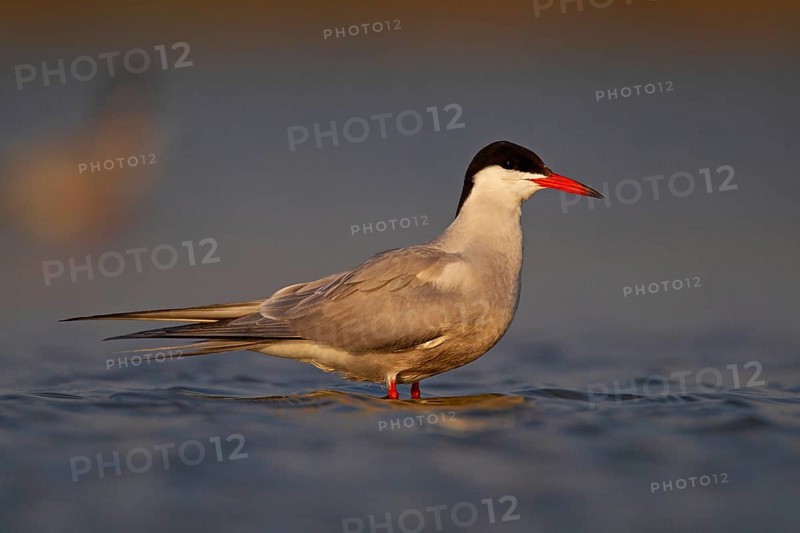 Common Tern (Sterna hirundo), Danube Delta Biosphere Reserve, Romania, Europe