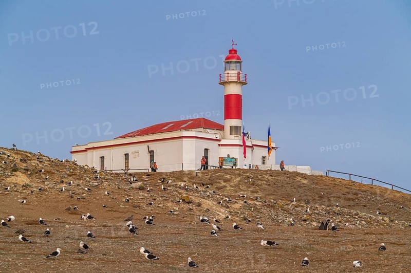 Seagulls in front of the lighthouse in the Penguin National Park on Magdalena Island, Magellanes, Patagonia, Chile, South America