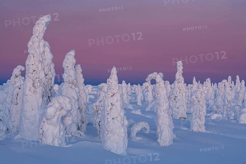 Snow-covered trees in tundra, Arctic, evening light, winter, Dalton Highway, Alaska, USA, North America
