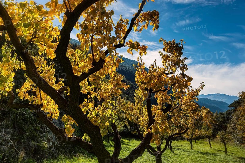 Apricot trees in autumn, agriculture, fruit, apricot, orchard, autumnal, foliage, tree, deciduous tree, fruit tree, agriculture, cultivation, Alps, Rhone Valley, Valais, Switzerland, Europe