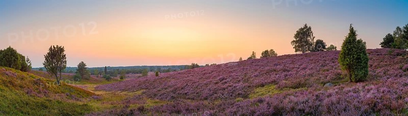 View of the landscape of the Lueneburg Heath, sunset, panorama, landscape format, evening light, landscape photography, nature photography, Wilsede, Lower Saxony, Germany, Europe