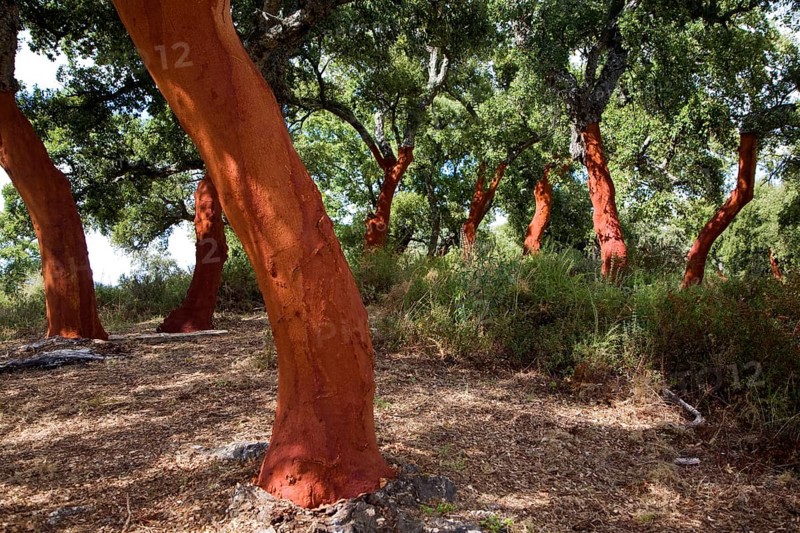 Red tree trunks freshly harvested bark Quercus suber, Cork oak, Sierra de Grazalema natural park, Cadiz province, Spain, Europe