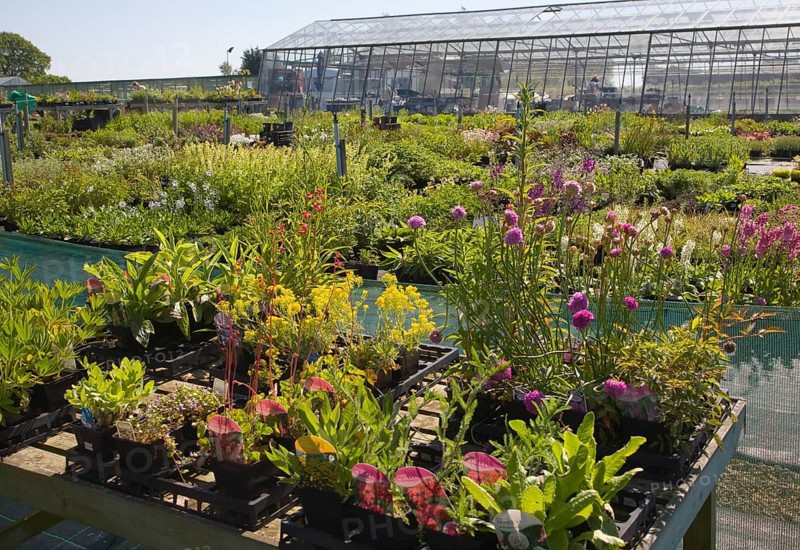 Potted plants on sale at Katie's nursery, Newbourne, Suffolk, England, United Kingdom, Europe