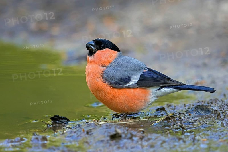 Eurasian bullfinch, common bullfinch (Pyrrhula pyrrhula) male drinking water from pond, rivulet