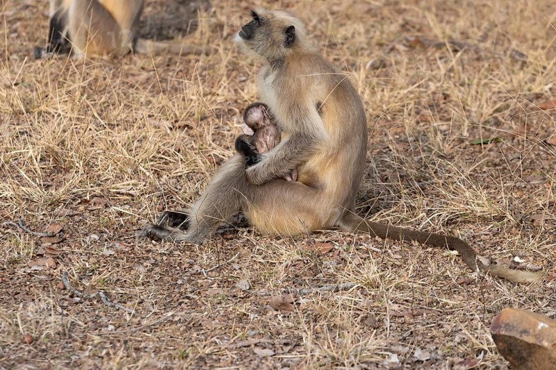 Gray langurs (Semnopithecus entellus), mother and the newborn baby, sitting on the ground in the dry, yellow-brown grass, seen in the wild, in the Ranthambore National Park. Photographed in February, the winter, dry season. Sawai Madhopur District, Rajasthan, India, Asia