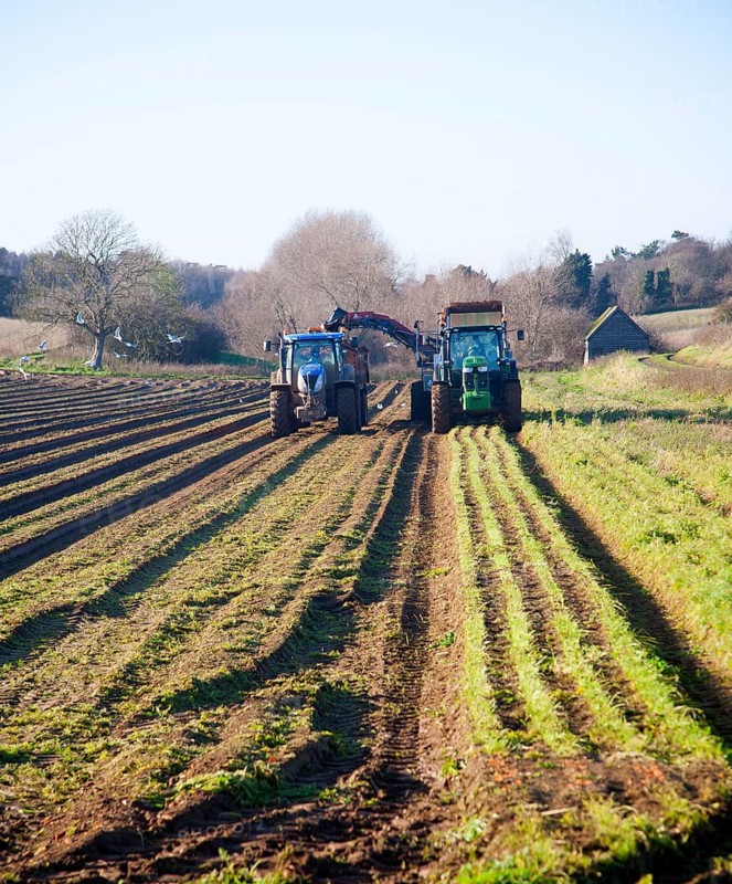Farm machinery harvesting a winter carrot crop in a field, Ramsholt, Suffolk, England, United Kingdom, Europe