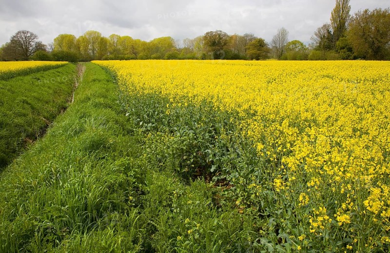 Yellow flowers of oil seed rape crop growing in field, Suffolk, England, United Kingdom, Europe