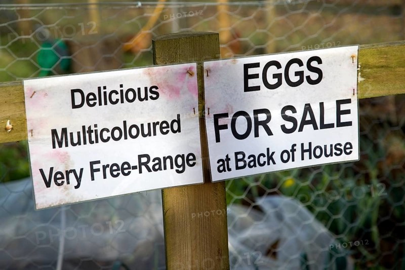 Free range eggs for sale sign on garden fence