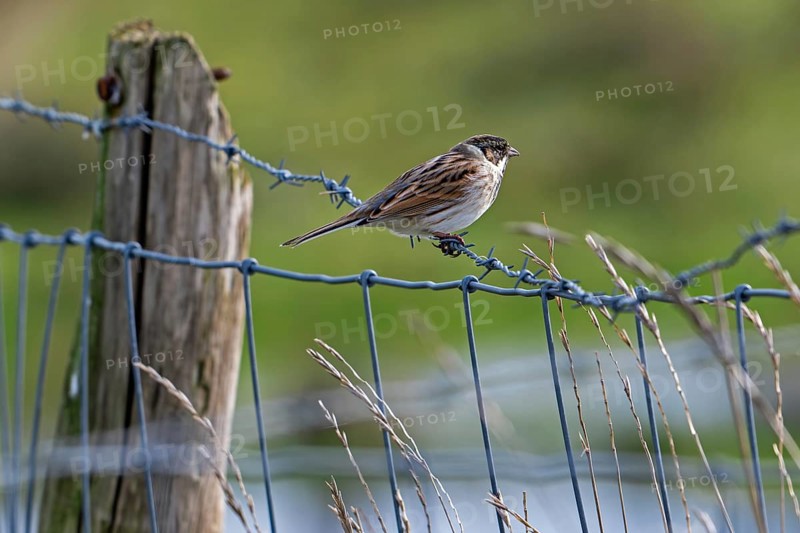 Common reed bunting (Emberiza schoeniclus) female perched on barbwire, barbed wire fence along meadow in late winter