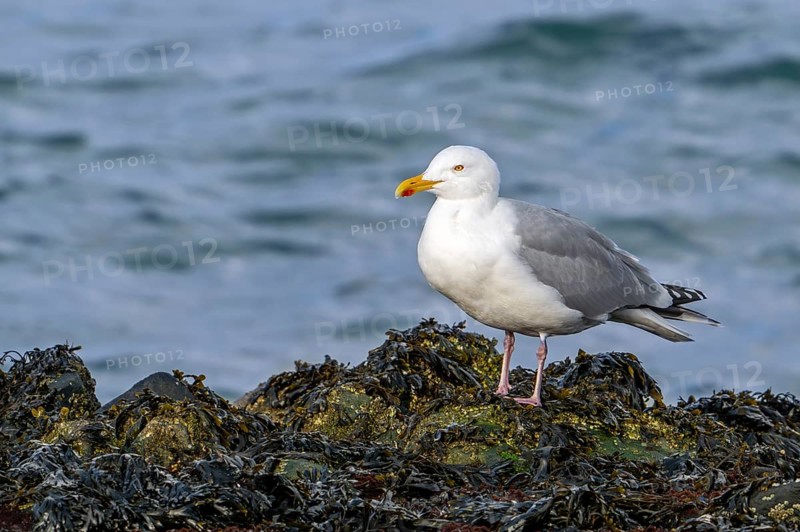 European herring gull (Larus argentatus) adult seagull resting on rocky shore covered in seaweed at low tide along the North Sea coast in winter