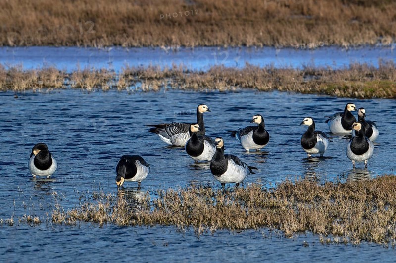 Flock of barnacle geese (Branta leucopsis) resting in wetland in winter, Schouwen-Duiveland, Zeeland, Netherlands