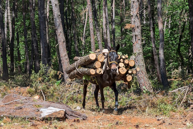 A mule loaded with freshly cut logs in a forest, near Soufli, Eastern Macedonia and Thrace, Greece, Europe