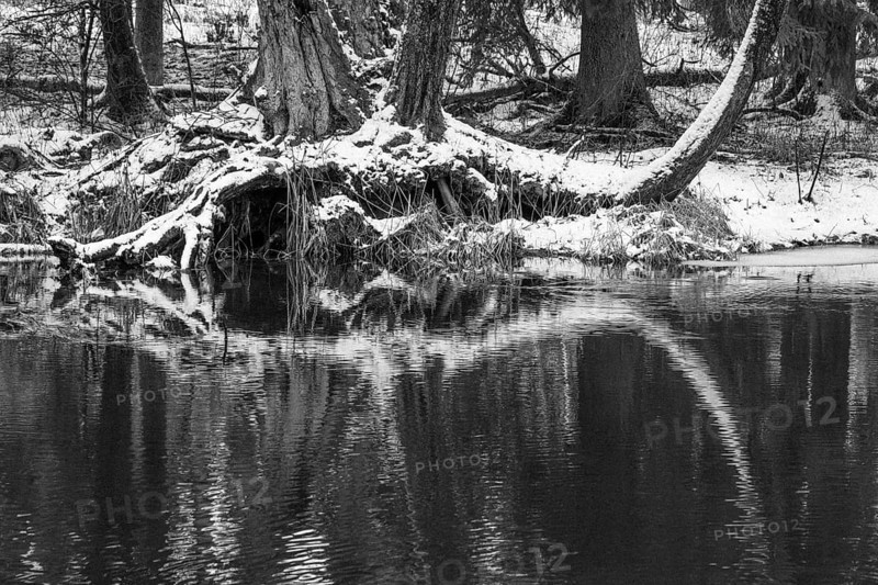 Sapina River and the riparian forest, the swamp, partially reflecting in the slowly flowing water, seen in mid-winter, during the early, January thaw, with some snow on the ground and barren trees, chiefly common alders around. Monochrome, greyscale photograph. Sapina Valley near the Stregielek village in the Pozezdrze Commune of the Masurian Lake District. Wegorzewo County, Warmian-Masurian Voivodeship, Poland, Europe