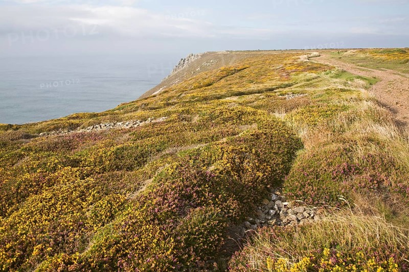Yellow flowering common gorse and heather on St Agnes Head, Cornwall, England, United Kingdom, Europe