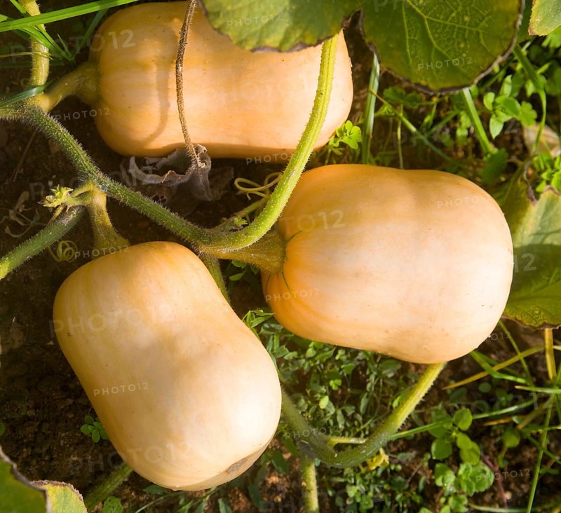 Butternut squash plant growing viewed from above, UK