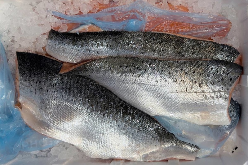 Atlantic salmon (Salmo salar) on ice in refrigerated counter Fish counter from fishmonger Fish retail, food trade, wholesale, fish trade, speciality shop, Germany, Europe