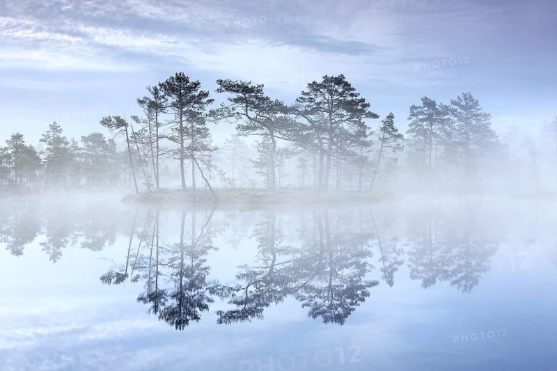 Bog with Scots pine trees in morning mist reflected in pond at Knuthoejdsmossen, nature reserve near Haellefors in Vaestmanland, Sweden, Europe