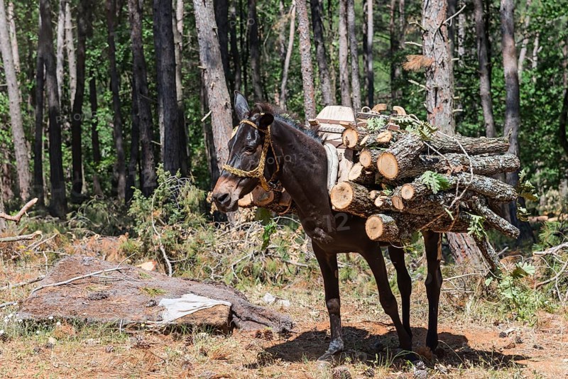 Mule carrying a pile of logs through a sparse forest, near Soufli, Eastern Macedonia and Thrace, Greece, Europe