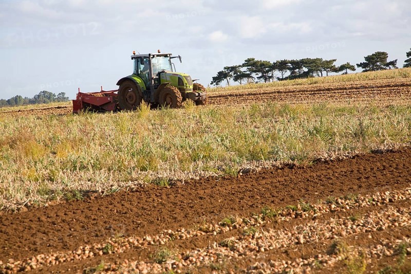 Tractor harvesting onion crop, Alderton, Suffolk, England, United Kingdom, Europe