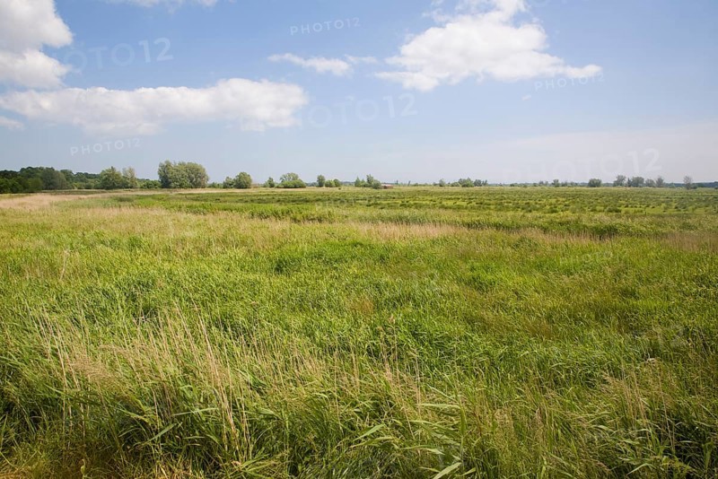 Castle marshes in the River Waveney flood plain, near Barnby, Suffolk, England, United Kingdom, Europe