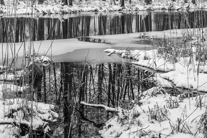 Sapina River and the riparian forest, the swamp, partially reflecting in the slowly flowing water, seen in mid-winter, during the early, January thaw, with some snow on the ground and barren trees, chiefly common alders around. Monochrome, greyscale photograph. Sapina Valley near the Stregielek village in the Pozezdrze Commune of the Masurian Lake District. Wegorzewo County, Warmian-Masurian Voivodeship, Poland, Europe