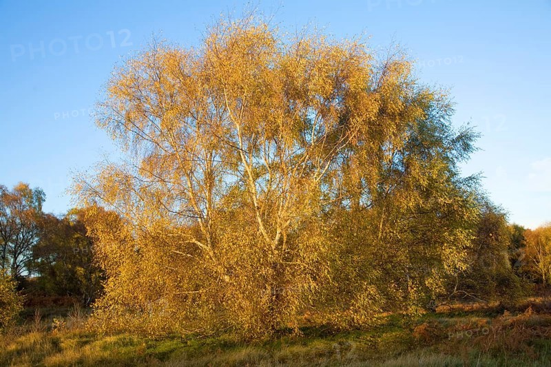 Silver birch tree in autumn leaf colours on heathland near Snape, Suffolk, England, United Kingdom, Europe
